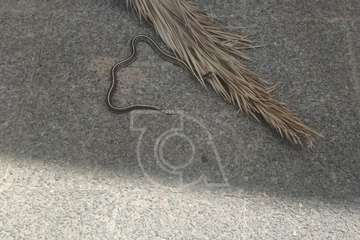 Una serpiente real de 'paseo' por La Herradura (Telde)/TA.